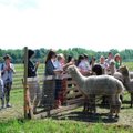 Idee nädalalavahetuseks: viis kohta Pärnumaal, kus saab põnevaid loomi vaadata