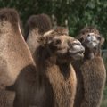 Skandaal Saudi Araabias: kaamelite iludusvõistluselt diskvalifitseeriti 12 osalejat, kellele oli botoxit süstitud