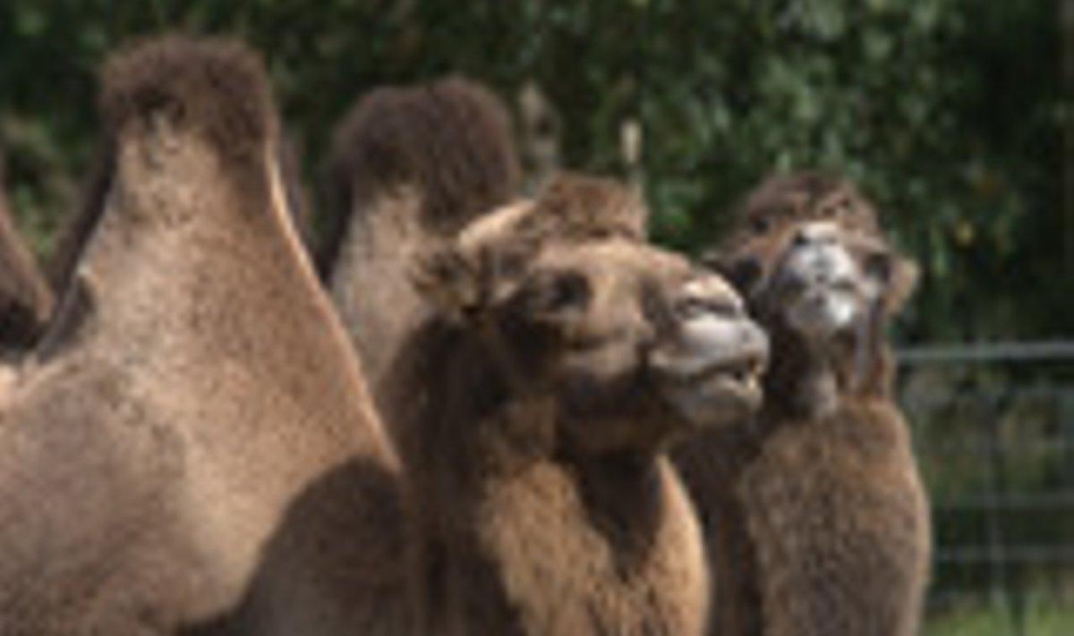 Kaamelid, kes küll Saudi Araabias ei võistle, vaid elavad Tallinna loomaaias.