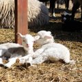 FOTOD | Eesti iidne lambatõug: vahva iseloomuga kihnu maalammas vallutab iga südame
