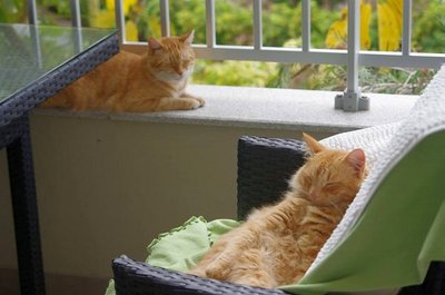 Kruup ja Mimo - kaks kassi, kes järgmisel suvel reisivad koos Saaremaale.