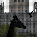 Skandaali sattunud Moskva loomaaiast leiti inimjäänused