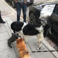FOTO | Evelin Ilvese koer Schubert läks uitama ja sattus varjupaika