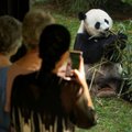 Политическое решение? Китай забирает всех панд из американских зоопарков