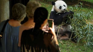 Kas mängus on poliitika? Hiina võtab kõik Ameerika loomaaedades olevad pandad tagasi