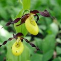 Orhideeline kaunis kuldking sai kaitse tegevuskava