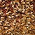 Saare mesinikud hädas haudmemädanikuga