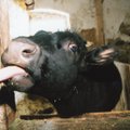 ARVAMUS | Tiine lehm tunneb sama, mida rase naine! Elusloomade piinarikas vedu tuleb keelata