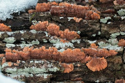 Флебия радиальная (лат. Phlebia radiata), по-эстонски – radiaalvammik