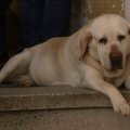 Veider kohtuasi: abielupaar mõisteti väidetavalt lärmakate koerte pärast pikaks ajaks vanglasse