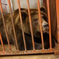 FOTOD ja VIDEO | Tallinna loomaaias ajutiselt kostil olnud isakaru Proša läks tagasi kodumaale