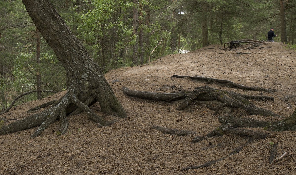 Mustamäel on liivaluitelise metsa alustaimestik kadunud. See on populaarne rahvaspordi harrastamise paik.