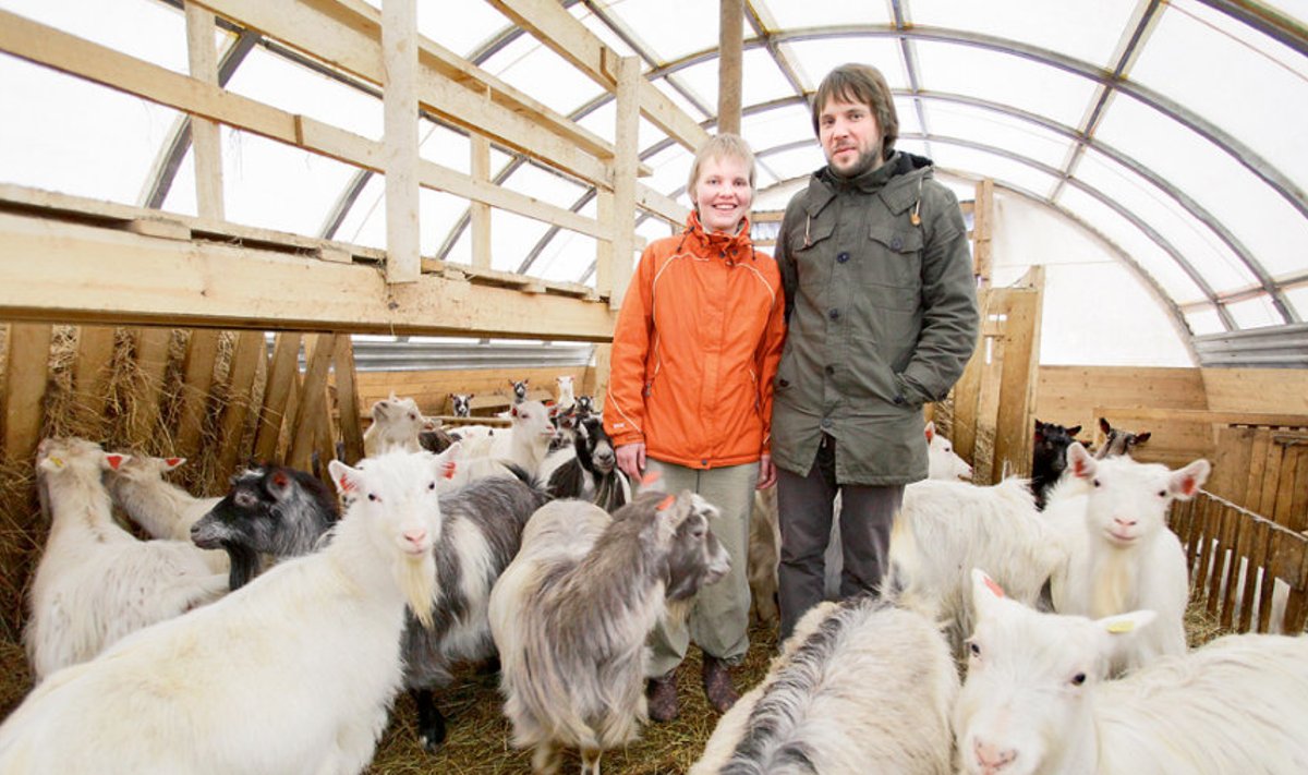 Aita ja Jaani rajatud Kalamatsi meiereis tehakse juustu Rootsi maatõugu kitsede piimast.