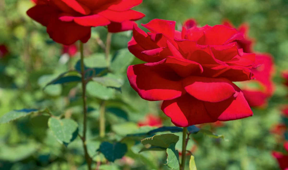 12. juulil toimub rooside päev Roosoja talus Karla külas Harjumaal.