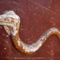 FOTOD | Arheoloogid leidsid Pompeist unikaalse maja: selles on tohutu leivaahi, purskkaev ja freskod