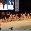 Kauneimad lehmad võistlesid Prantsusmaal
