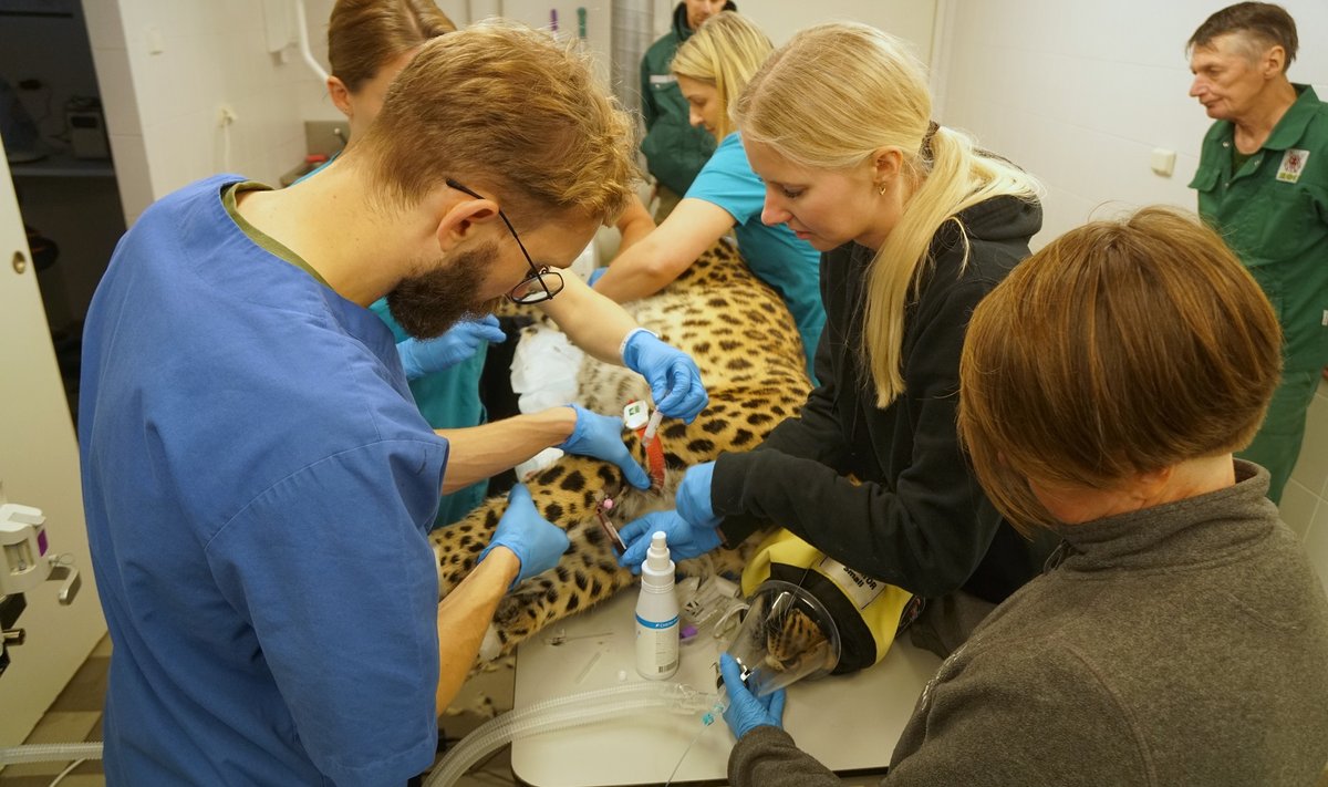 Amuuri leopard Muusi tervisekontrollis