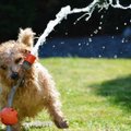 Naljakas VIDEO | Koera veerõõm on nii suur, et omanik ei saa segamatult isegi autot pesta