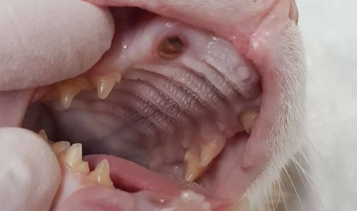 Eile kliinikusse jõudnud Karja kass Gabriel pärast kõrvade puhastamist. Kahjustada on saanud ka tema põsk ja hambad. Loomale määrati antibiootikumiravi.