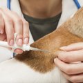 5 põhjust, miks on lemmikloomade kiipimine ja registreerimine vajalik