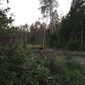 VIDEO | Jahimees kohtus Saaremaal toidukraami jahtiva karuga
