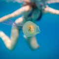 Naljakas kaader: allveefotograafi kaamera ette jäi meduusi sisse ujunud nördinud ilmega kalake