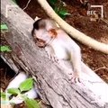 IMELINE VIDEO | Kutsikas päästab lõksu sattunud ahvipoja