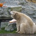 Держим кулаки: у пары белых медведей в Таллиннском зоопарке есть хорошая новость!