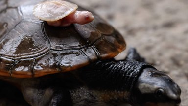 FOTOD | Geneetiline ime! Krokodillifarmis tuli ilmale sootuks erakordne olend, kes jahmatas ka teadlasi