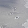 Arktika jäässe on tekkinud veidrad kujundid, millele teadlased ei oska ühest seletust leida