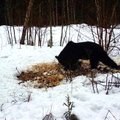 ФОТО | Такого еще не было: проснувшийся после спячки медведь украл соляную глыбу
