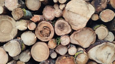 PUIDUHINDADE GRAAFIKUD | Aastaga on puidu hinnad selgelt langenud