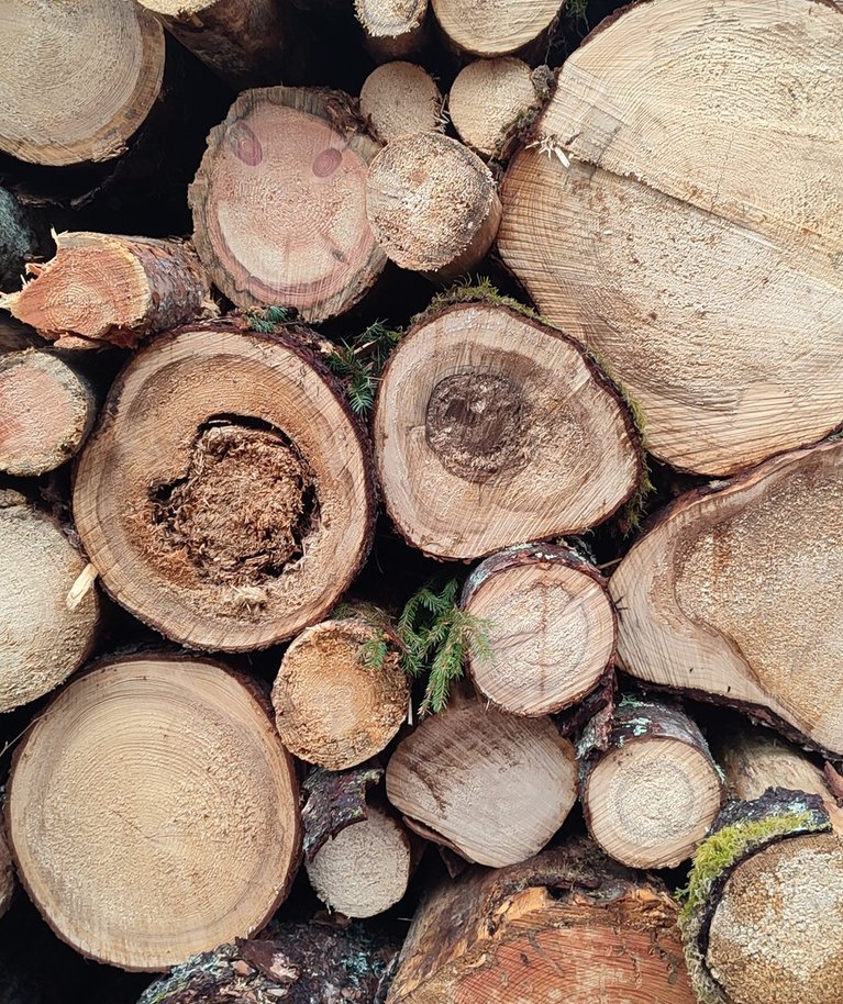 Küttepuit on erinevate kahjustustega puit, mis muuks ei kõlba.