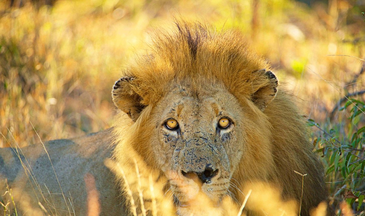 Lõuna-Aafrika lõvid ei ole nannipunnid.