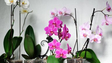 Орхидеи: шесть грубых ошибок в уходе, которые лучше не допускать
