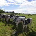 Saksa põllumehed pole piimahinnaga rahul, aga protestima ei hakka