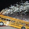 Koolibussist kiirendusauto sõitis hunnikusse