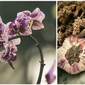 ВИДЕО | Чеснок — спасение для орхидей: выращиваем сильное цветоносное растение