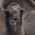 Jordaania kaamelid hakkavad nüüd Eesti heina sööma