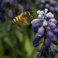 Mesilaste tervise kaitsmiseks jõustuvad pestitsiidide kasutamise piirangud