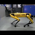 VIDEO | Boston Dynamicsi koerroboti jaoks pole suletud uks enam takistuseks - kui sõbra appi kutsuda saab