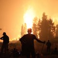 В Греции в пожаре сгорело уникальное 2500-летнее оливковое дерево