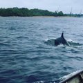 ВИДЕО: В Риге снова замечен дельфин. По мнению эксперта, это очень необычное явление