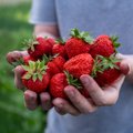 Söö mõnuga maasikaid! Marjade kuningal on terve rida tervisele väga kasulikke omadusi