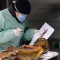 Jäämees Ötzil on Austrias sugulasi ka täna, 5250 aastat hiljem