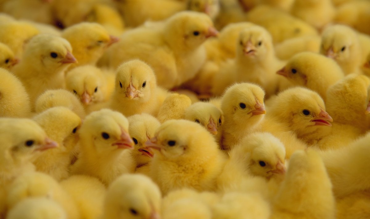 Sulelised, eriti kanad, on kõige sagedamini salmonelloosi nakkusallikaks.
