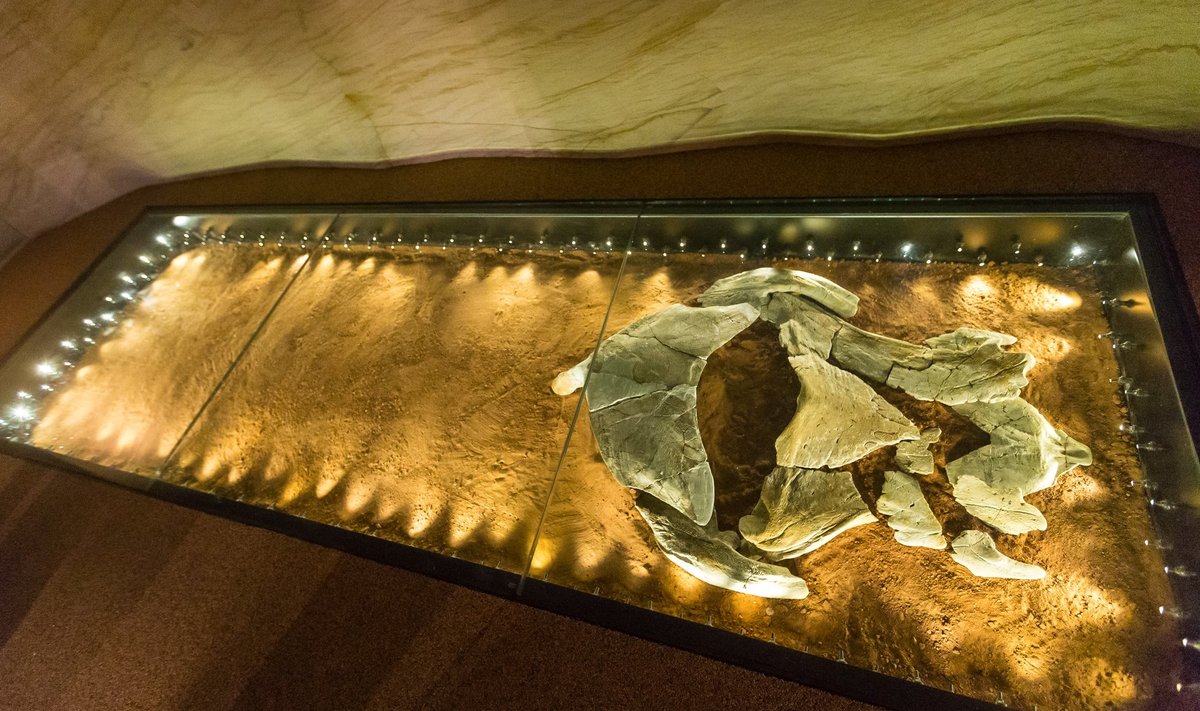 Kui Tartu Ülikooli loodusmuuseum oma ekspositsiooni uuendas, kujunes Aruküla koopa jäljendist ühes Asmusse kaevatud leidudega ning Elga Mark-Kuriku koostatud kalamudelitega üks selle pärle.