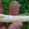 Uskumatu! Piisab vaid selle seene nuusutamisest ja juba võid saada ühe spontaanse orgasmi osaliseks