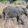 Kamerunis on salakütid tapnud ligi 500 elevanti