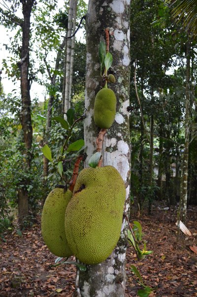 Jackfruit ehk jaka nime kandev vili, mida nägime Lõuna-Indias esimest korda elus. Tol hetkel me veel ei teadnud, kui hästi see maitseb. 